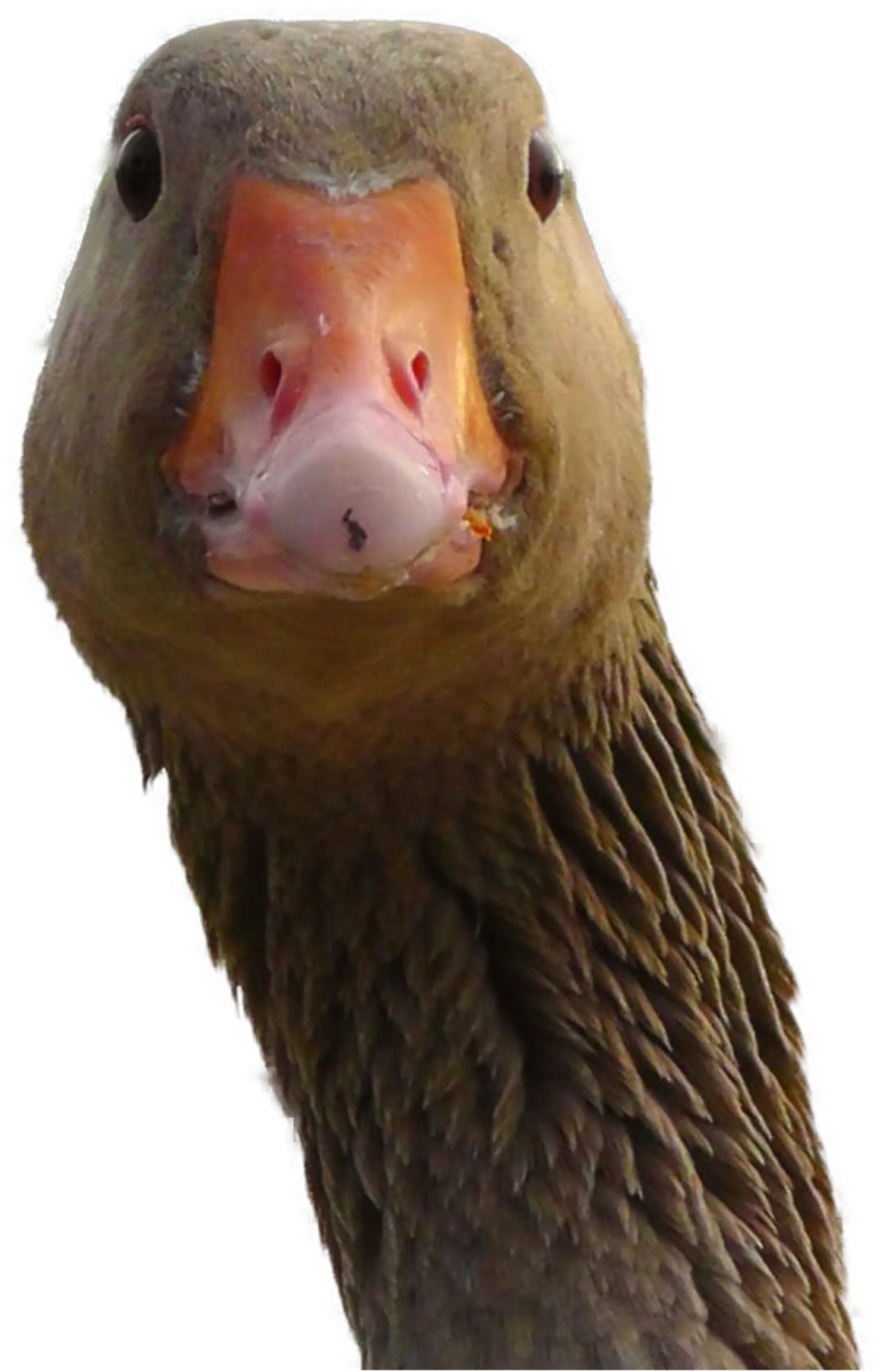 GOOSE